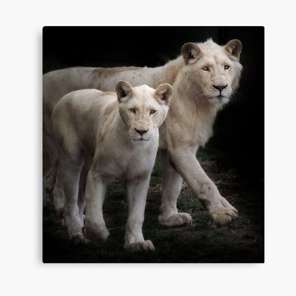 Prowl Canvas Print