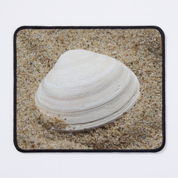 Item preview, Seashell designed and sold by Marije Kouyzer.