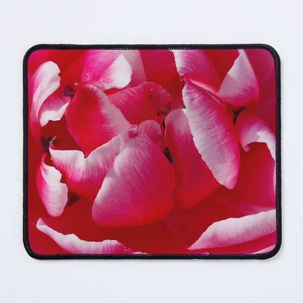 Item preview, Pink Tulip Columbus Closeup designed and sold by Gaboro.