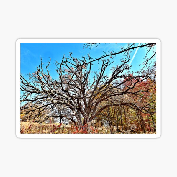 Item preview, The Bareness and Color of Autumn Together designed and sold by Martha Sherman.