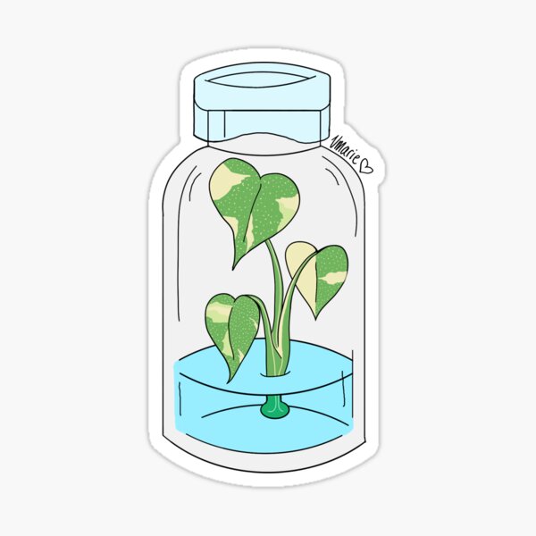 Vista previa del artículo con la obra «Cultivo de tejidos Monstera Thai Con», diseñado y vendido por vmarieb-art.