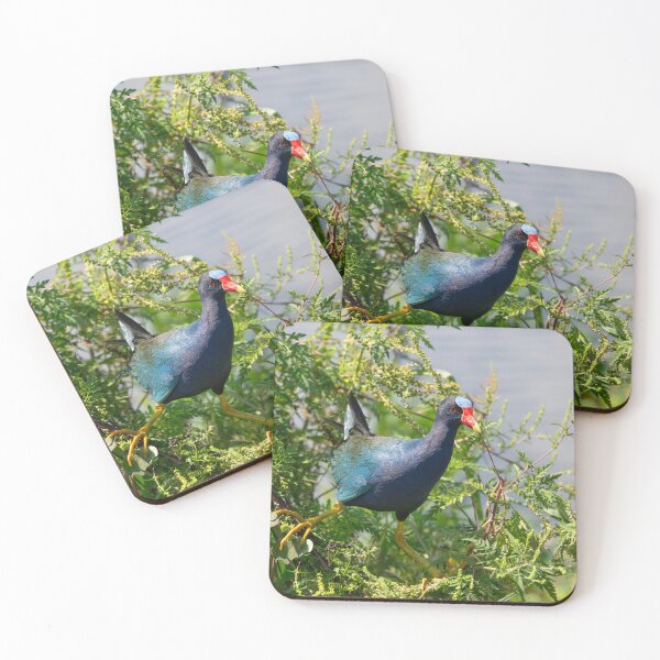 Item preview, Purple gallinule perching in Florida wetland. Florida wildlife. designed and sold by svetlanna.