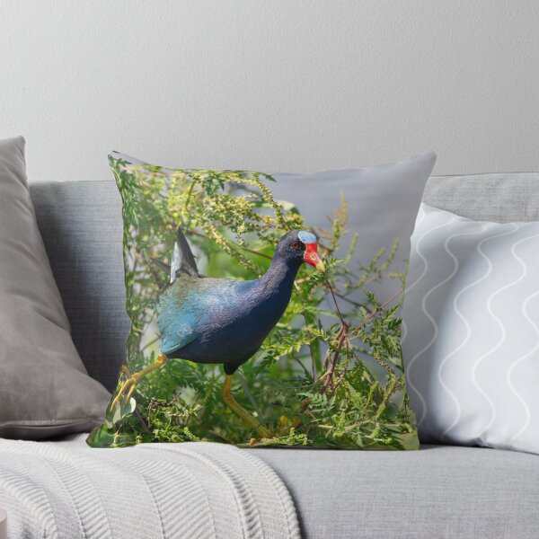 Item preview, Purple gallinule perching in Florida wetland. Florida wildlife. designed and sold by svetlanna.
