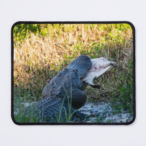 Item preview, American Alligator eating a large softshell turtle in Florida wetlands designed and sold by svetlanna.