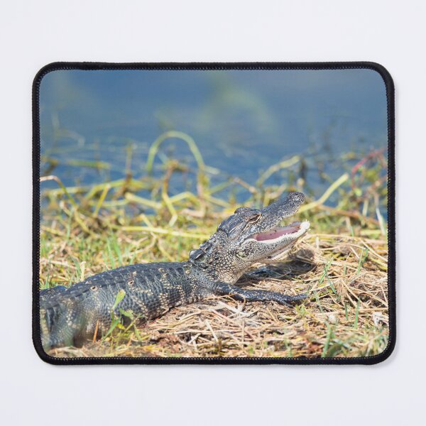 Item preview, young alligator sunning in Florida wetland. designed and sold by svetlanna.