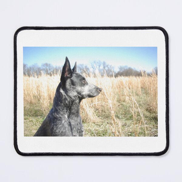 Item preview, Heeler in the Field, ACD, Australian Cattle Dog Blue Heeler designed and sold by HillbillyGirl.