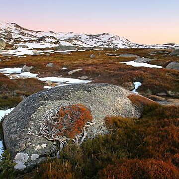 Artwork thumbnail, Wind swept valley, Kosciuszko Nat. Park, Australia by Michael Boniwell