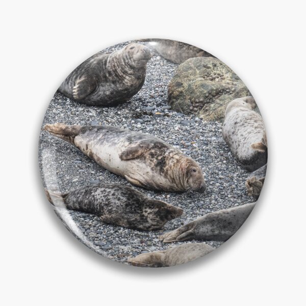 Item preview, Grey Seals chilling on a beach in cornwall designed and sold by kathleenjean.