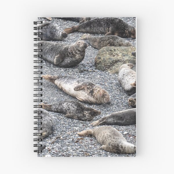 Item preview, Grey Seals chilling on a beach in cornwall designed and sold by kathleenjean.
