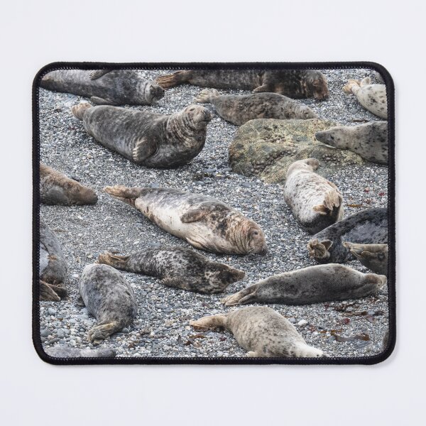 Item preview, Grey Seals chilling on a beach in cornwall designed and sold by kathleenjean.