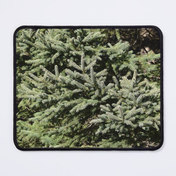Item preview, A spruce in the fall designed and sold by Claude Laprise.