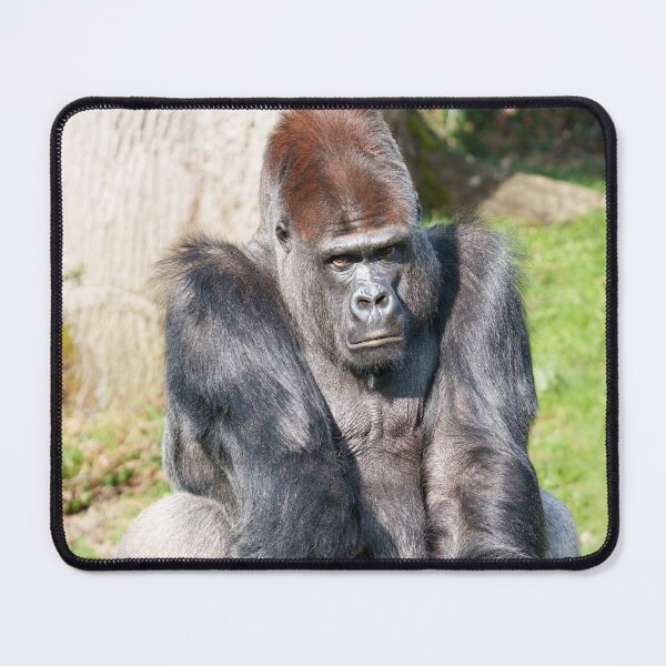 Item preview, Intense Gorilla Staring, Expecting a Meal in Yaounde designed and sold by rawshutterbug.