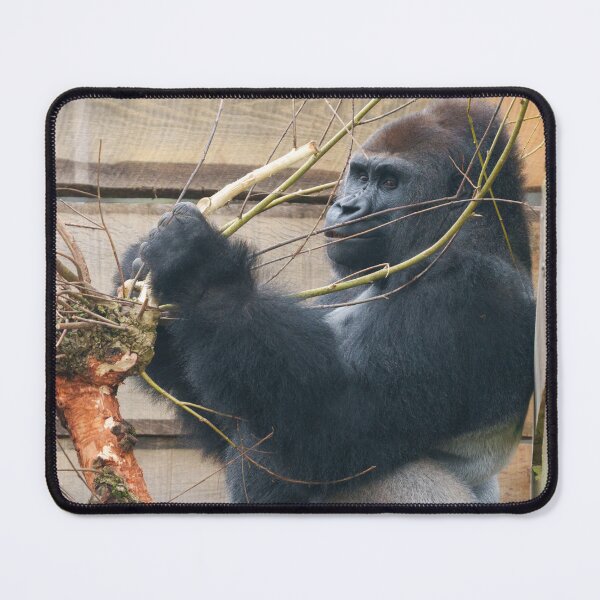 Item preview, Kumi the Silverback Gorilla Has a Bark Snack designed and sold by rawshutterbug.