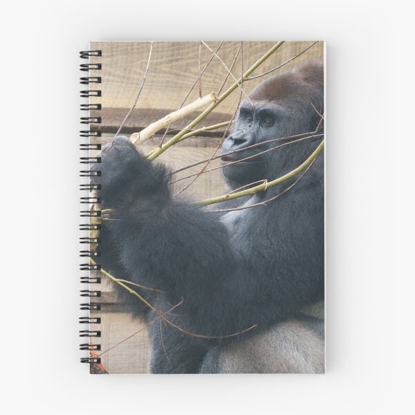 Item preview, Kumi the Silverback Gorilla Has a Bark Snack designed and sold by rawshutterbug.