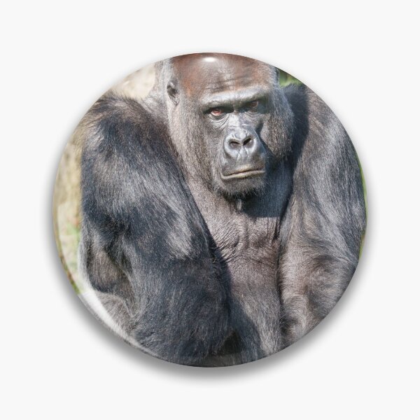 Item preview, Intense Gorilla Staring, Expecting a Meal in Yaounde designed and sold by rawshutterbug.
