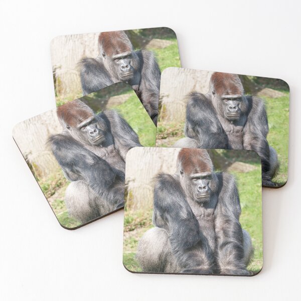 Item preview, Intense Gorilla Staring, Expecting a Meal in Yaounde designed and sold by rawshutterbug.