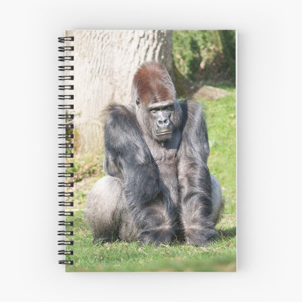 Item preview, Intense Gorilla Staring, Expecting a Meal in Yaounde designed and sold by rawshutterbug.
