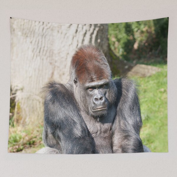 Item preview, Intense Gorilla Staring, Expecting a Meal in Yaounde designed and sold by rawshutterbug.