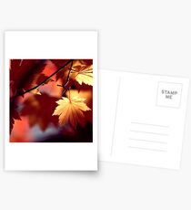 Autumn Shadows Postcards