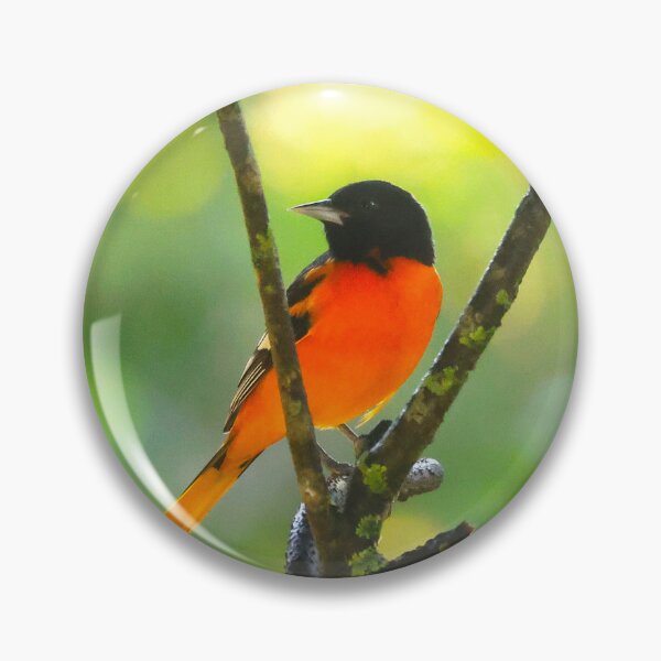 Item preview, Baltimore Oriole Panama Alvaro Miranda Bird Photography designed and sold by Alvaro-Miranda.