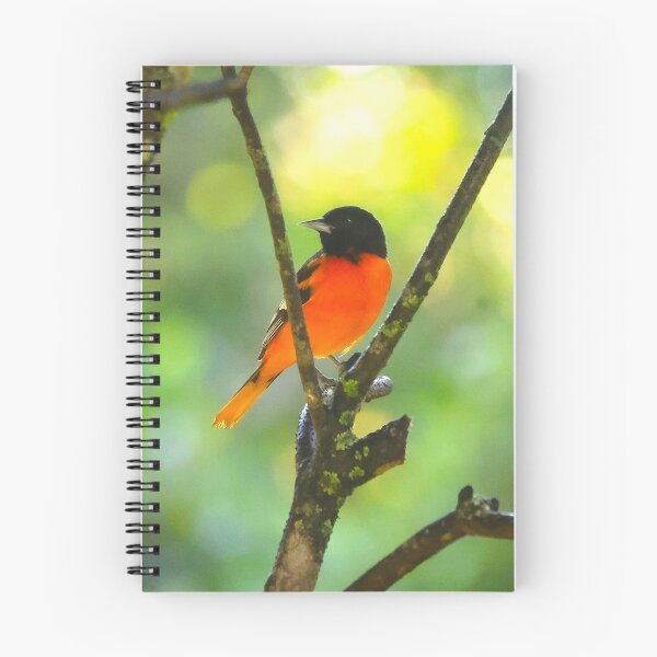 Artikelvorschau, Baltimore Pirol Panama Alvaro Miranda Vogelfotografie entworfen und verkauft von Alvaro-Miranda.