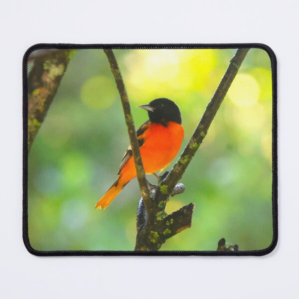 Item preview, Baltimore Oriole Panama Alvaro Miranda Bird Photography designed and sold by Alvaro-Miranda.
