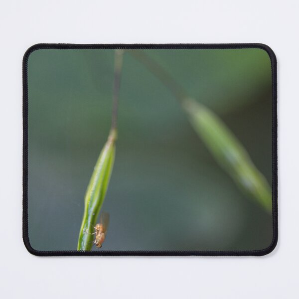 Item preview, Small-flowered touch-me-not designed and sold by Calidris Fotografie Steffi & Ben Köppler.