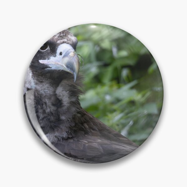 Item preview, Black vulture designed and sold by Calidris Fotografie Steffi & Ben Köppler.
