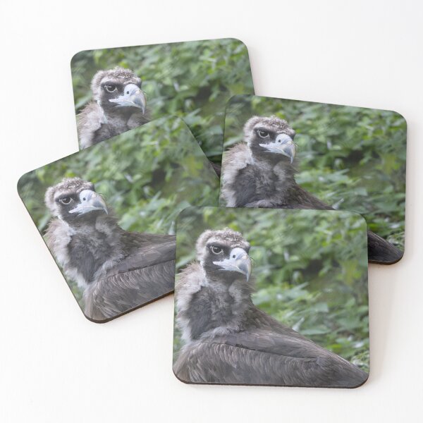 Item preview, Black vulture designed and sold by Calidris Fotografie Steffi & Ben Köppler.