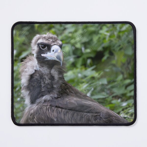 Item preview, Black vulture designed and sold by Calidris Fotografie Steffi & Ben Köppler.