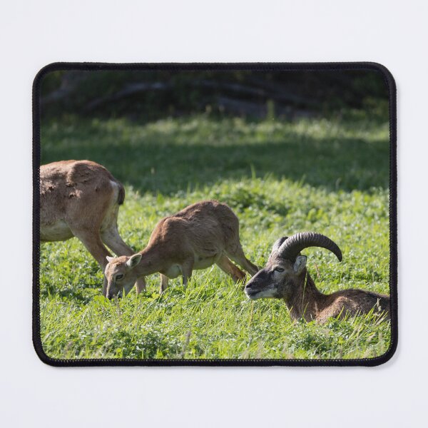 Item preview, Mouflon designed and sold by Calidris Fotografie Steffi & Ben Köppler.