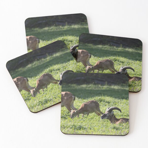 Item preview, Mouflon designed and sold by Calidris Fotografie Steffi & Ben Köppler.