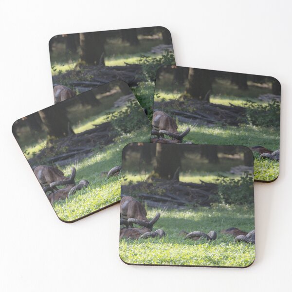 Item preview, Mouflon designed and sold by Calidris Fotografie Steffi & Ben Köppler.