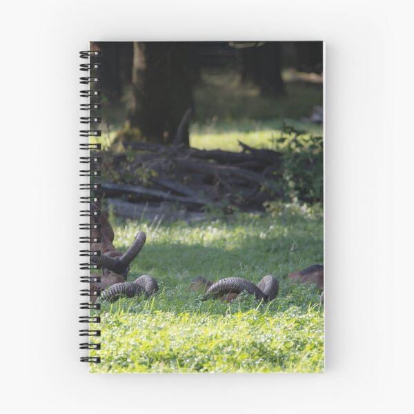 Item preview, Mouflon designed and sold by Calidris Fotografie Steffi & Ben Köppler.