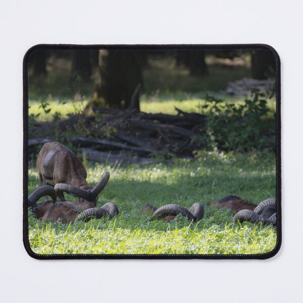Item preview, Mouflon designed and sold by Calidris Fotografie Steffi & Ben Köppler.