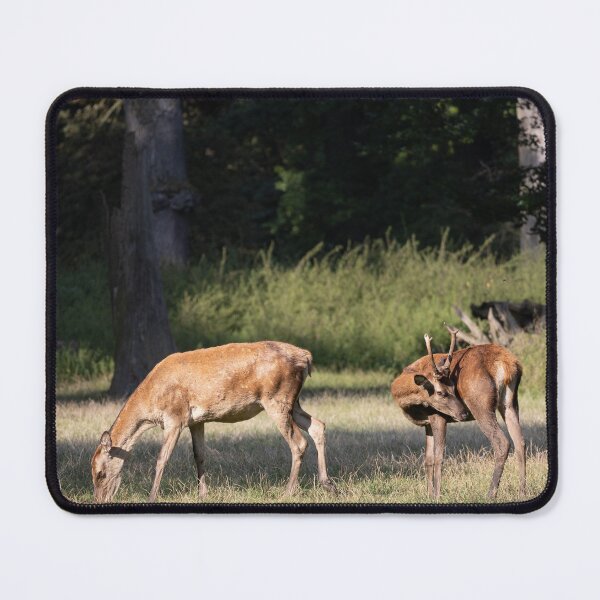 Item preview, Red deer designed and sold by Calidris Fotografie Steffi & Ben Köppler.