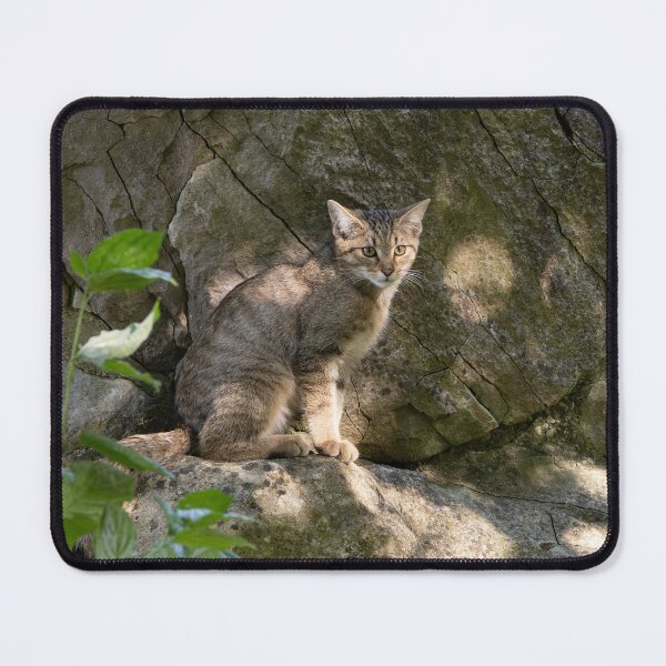 Item preview, European Wildcat designed and sold by Calidris Fotografie Steffi & Ben Köppler.