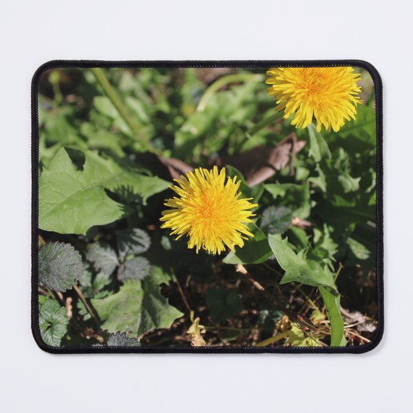 Item preview, Dandelion flowers designed and sold by McFleur's Lens.