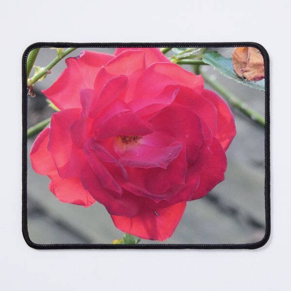 Item preview, Rose in the Fall designed and sold by Kimmary.
