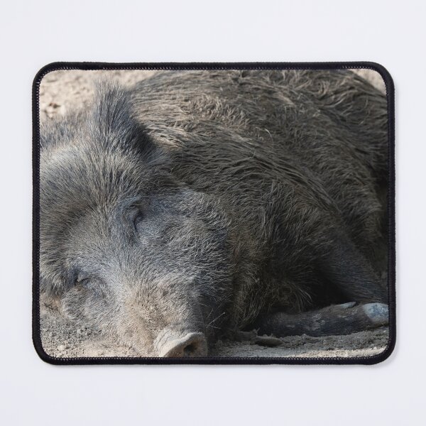 Item preview, Wild Pig designed and sold by Calidris Fotografie Steffi & Ben Köppler.