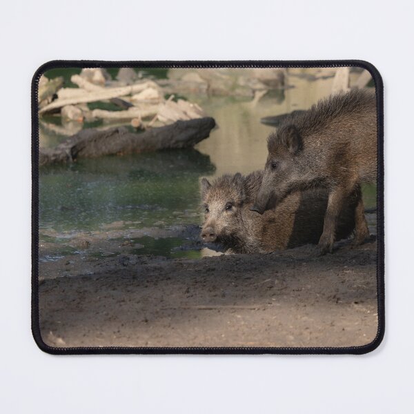 Item preview, Wild Pig designed and sold by Calidris Fotografie Steffi & Ben Köppler.