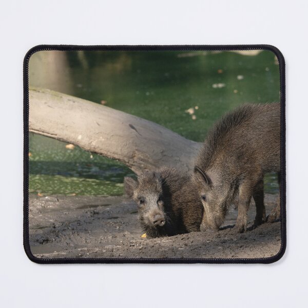 Item preview, Wild Pig designed and sold by Calidris Fotografie Steffi & Ben Köppler.