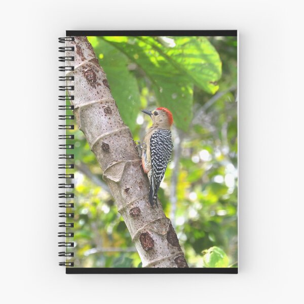 Item preview, Red Crowned Woodpecker Panama Alvaro Miranda Bird Photography designed and sold by Alvaro-Miranda.