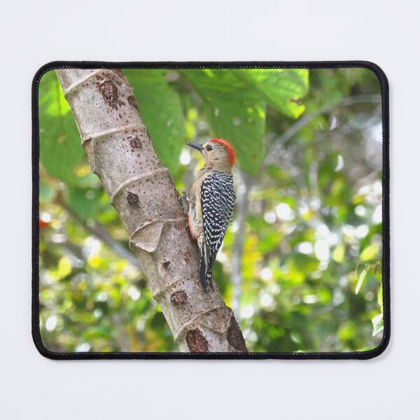 Item preview, Red Crowned Woodpecker Panama Alvaro Miranda Bird Photography designed and sold by Alvaro-Miranda.