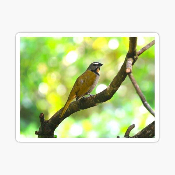 Spot Throated Saltator Panama Alvaro Miranda Bird Photography Sticker