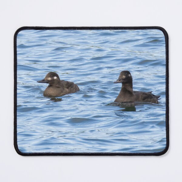 Item preview, Velvet Scoter designed and sold by LaurenTucker.