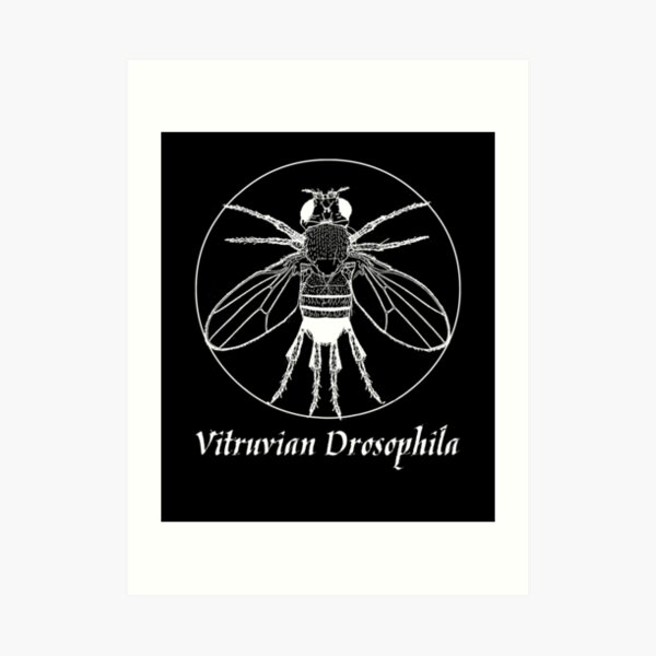Vitruvian Drosophila Art Print