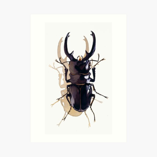 "Odontolabis d. subita" Stag Beetle Watercolor Art Print