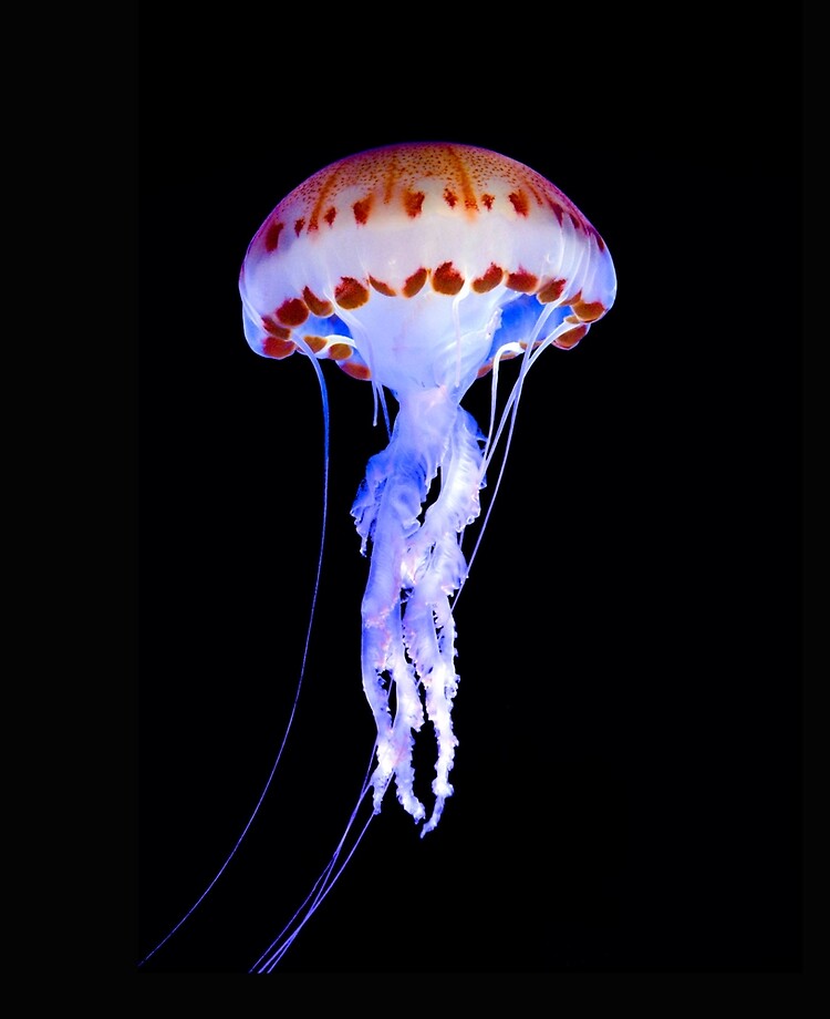 Purple Striped Jellyfish Chrysaora Colorata Ipad Case Skin By Eyalna Redbubble