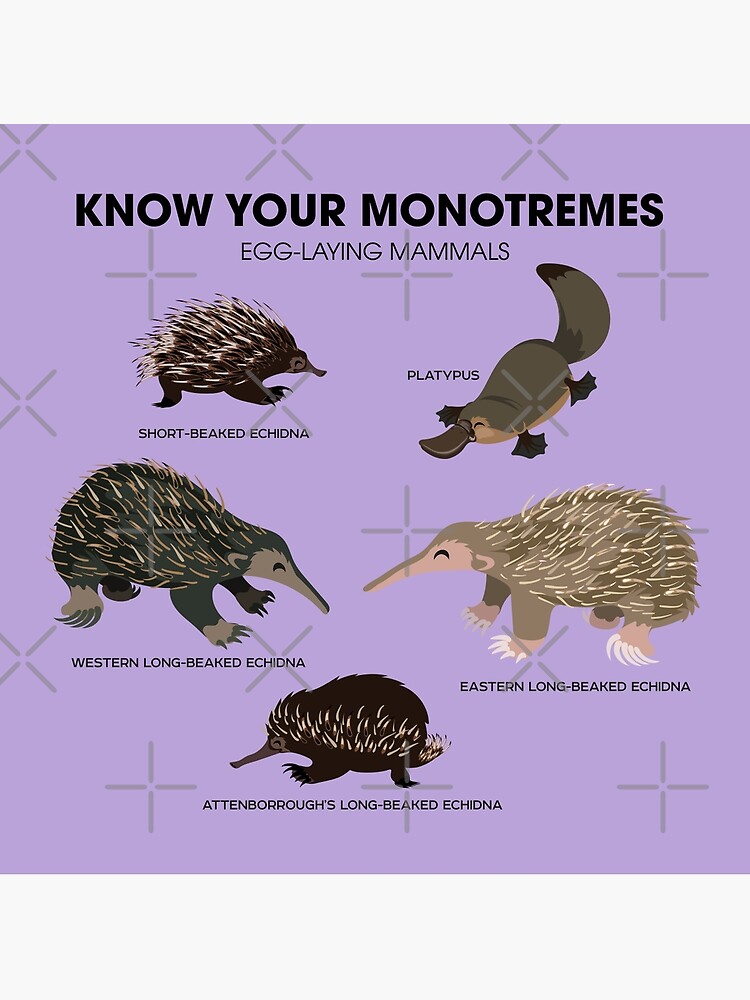 know-your-monotremes-poster-by-pepomintnarwhal-redbubble